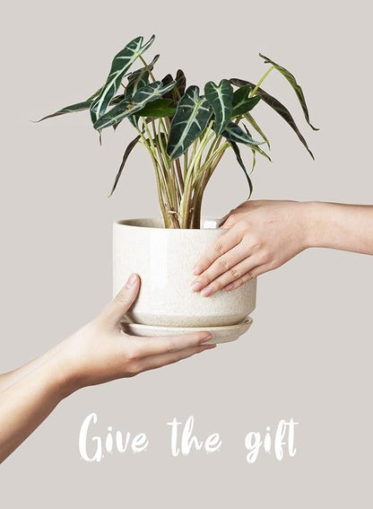 LE TAUCI Ceramic Plant Pots, 4.3+5.3+6.8 inch, Set of 3, Planters with Drainage Hole and Saucer, Indoor Flower Pot with Hole Mesh Pad, Gifts for Mom, Reactive Glaze Beige
