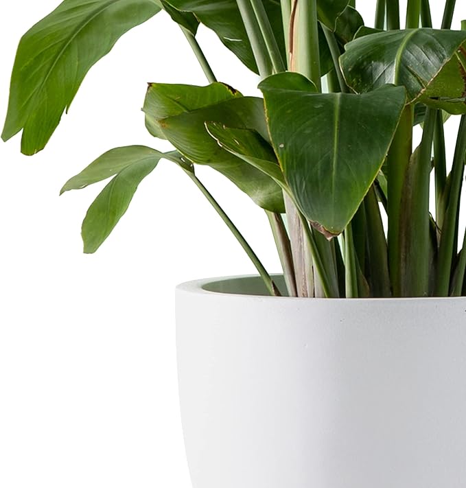 Kante 16.5" Dia Round Concrete Planter, Large Outdoor Modern Indoor Decorative Plant Pots with Drainage Hole and Rubber Plug for Home and Garden, Pure White