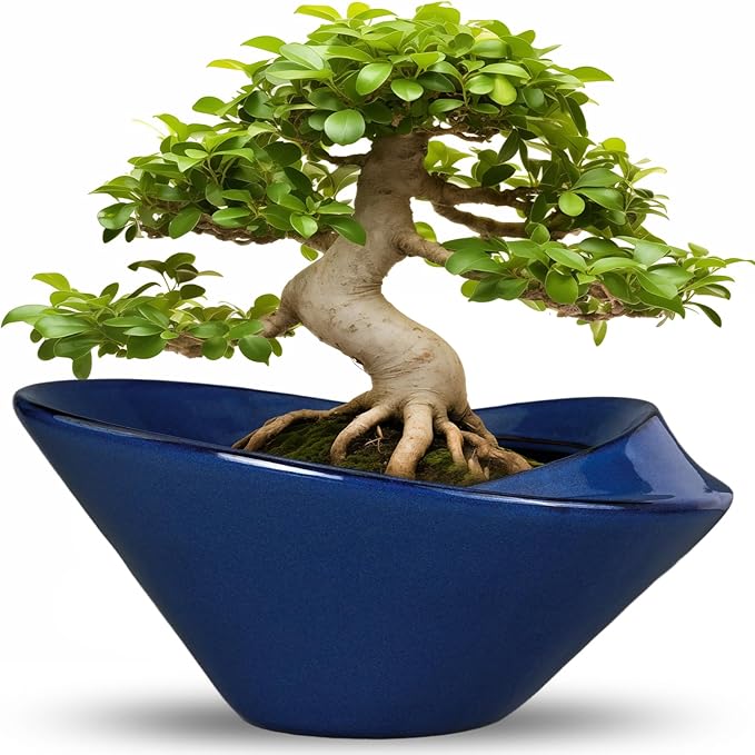 Bonsai Tree Pot 13 Inch - Ceramic Succulent Pots Large Bonsai Planter for Indoor Outdoor Plants Decorative Plant Pot with Drainage Hole Flower Pot for House Garden Room Home Decor Blue