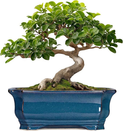 Bonsai Pots 11.6 Inch - Ceramic Succulent Pots with Drainage Hole, Rectangular Planter for Indoor Outdoor, Decorative Ceramic Flower Pot, Home Garden Room Decor, Plant Lover Gifts, Retro Blue