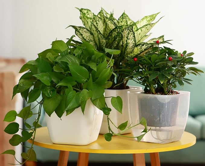 3-Pack Clear Self Watering Planters for Indoor Plants 7" Large African Violet Plant Pots Plastic Wick Flower Pots with Water Injection Hole, Orchid Plant Pot Set, Clear