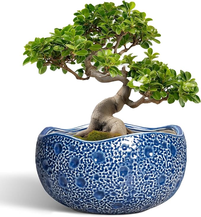 Bonsai Tree Pot - 13 Inch Large Ceramic Pots for Plants Indoor Outdoor, Round Planter, Decorative Flower Pot with Drainage Hole, Modern Unique Planter, Garden Decor Home, Garden Gifts, Blue
