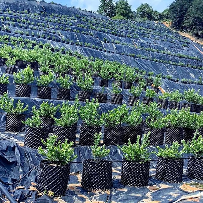 5 Gallon Air Pruning Containers, Roots Control Planter New Plastic Nursery Pots Fruit Vegetable Orchard Garden Self-Planting Pots, Size 12"x12", Black, (10P)