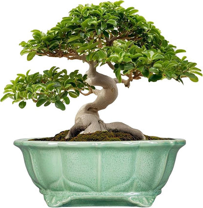 Bonsai Tree Pot - 13.2 Inch Large Ceramic Succulent Planter for Indoor Outdoor, Oval Plant Pot with Drainage Hole, Decorative Flower Pots, Home Decor, Gifts for Plant Lovers, Green