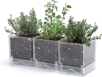 D'vine Dev Herb Garden Planter Set, Plastic Plant Pots with Drainage and Saucer, Indoor Succulent Cactus Vegetable Pot for Windowsill, Garden Balcony, Clear, Set of 1, 76-V-D-1