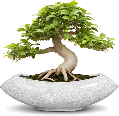 Ceramic Bonsai Tree Pot - 18 Inch Ceramic Pots for Plants, Large Succulent Planter with Drainage Hole for Indoor Outdoor, Unique Planters for Flower, Home Decor, Gardening Gifts, White-Black
