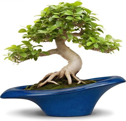 Bonsai Tree Pot 18 Inch - Ceramic Succulent Pots Large Bonsai Planter for Indoor Outdoor Plants Decorative Plant Pot with Drainage Hole Flower Pot for Home Garden Room Decor Blue