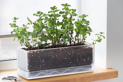 D'vine Dev 12 Inch Window Box Planter, Rectangle Plastic Herb Planter with Drainage Holes and Saucer, Indoor Succulent Cactus Vegetable Pot for Windowsill, Garden Balcony, Clear, Set of 2, 76-X-D-2