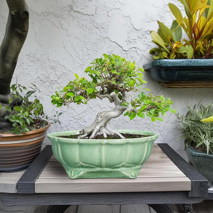 Bonsai Pots 11 Inch - Ceramic Succulent Pots with Drainage Hole, Oval Planter for Indoor Outdoor, Decorative Ceramic Flower Pot, Home Garden Room Decor, Plant Lover Gifts, Green
